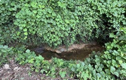 0.92 Acre Lot George Wallace Drive E, Rainsville, AL 35986