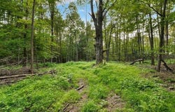 Armstrong Road, Plainfield, NY 13315