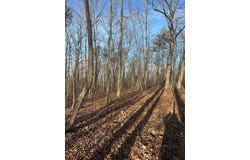 Purple Iris lot: 278, Wilder, TN 38589