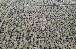 Cottonwood, Joshua Tree, CA 92252