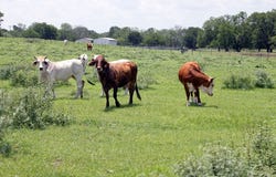 9411 FM 86 Highway, Lockhart, TX 78644