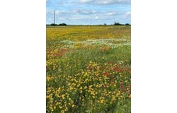 Tract 13-tbd Fm-677, Saint Jo, TX 76265