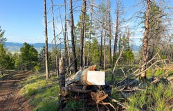 FS Rd 613, John Day, OR 97845