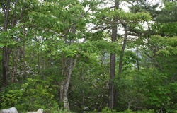 43 HIGH VALLEY SOUTH, MONTEREY, VA 24465