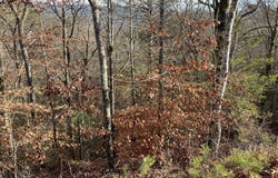 Lot 51 Red Cedar Ln, Sevierville, TN 37876