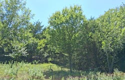 241 Texas Drive, Palmer, TX 75152