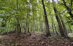 LOT 9 STACEYWOOD CIRCLE, BELLAIRE, MI 49615