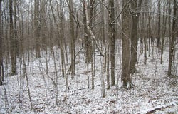 Lot #96 WOODS Avenue, Birchwood, WI 54817