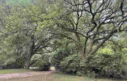 2557 Riverview Dr, Denham Springs, LA 70726