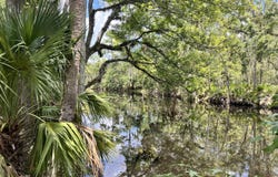 1518 Palm Street, Steinhatchee, FL 32359
