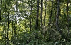 1695 Doc Siler Road Road, Williamsburg, KY 40769