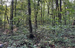 5.5+/- ACRES MOUNTAIN GREEN ROAD, WILLOW HILL, PA 17271