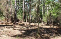 145 Crossed Arrows Road, Grapeland, TX 75844