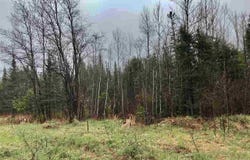 S Co Rd 519 Highway, Bessemer, MI 49911