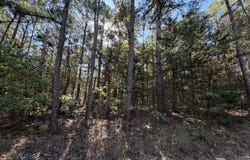 Texas Tower Road, Licking, MO 65542