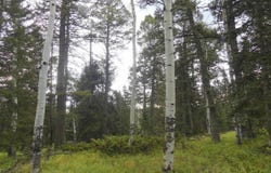 200 Crest Drive, Cimarron, CO 81220