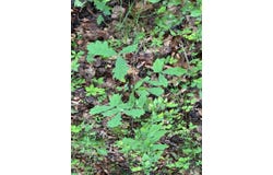 0 Poplar Grove Rd, Columbus, IN 47201