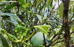 16-1774 40th Avenue, Keaau, HI 96749