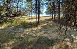 13534 S RIDGEVIEW Dr, Harrison, ID 83833