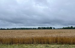 TBD STATE ROAD T, Auxvasse, MO 65231