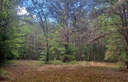 TOMMY MCGOUGH Rd, Carbon Hill, AL 35549