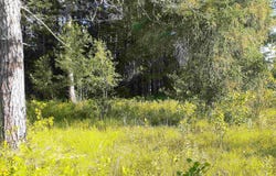 7631 F-41, Oscoda, MI 48750