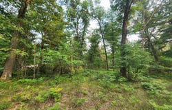 Wilderness Drive lot: 98, Alger, MI 48610