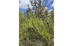 SILVERSWORD DR, Pahoa, HI 96778