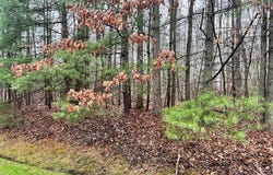 Timber Ridge Drive, BECKLEY, WV 25801
