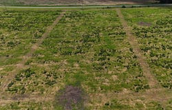 0-Lot 3 County Road 17, Headland, AL 36345