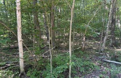 Lot # 179 Mockingbird Circle, Farwell, MI 48622