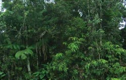 LIONA ST, Volcano, HI 96785