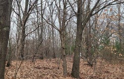 300 N 56th Avenue, Mears, MI 49436