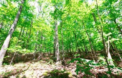LOTS 8 & 9 ELK TRAIL, WINCHESTER, VA 22602