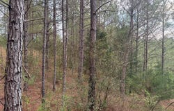 00 Virg Road, Preston, MS 39354