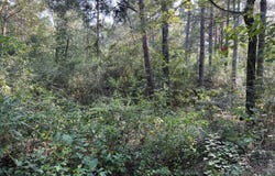 348 Marshall Ivy Road, Huntington, TX 75949