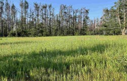 2311 PINECREST, HARBOR SPRINGS, MI 49740