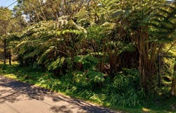 LIONA ST, Volcano, HI 96785