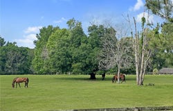 5378 W HIGHWAY 329, REDDICK, FL 32686