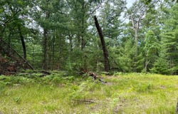 Columbine, Baldwin, MI 49304
