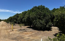 Road 164, Ivanhoe, CA 93235