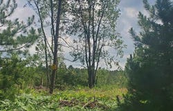 80 ACRES BEALL ROAD, BEAR LAKE, MI 49614