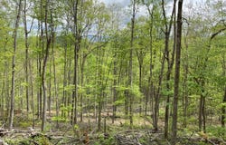 Rt 41 Mill St., Mill Creek, WV 26280