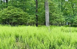 Lot 359 Panda Road, Dingmans Ferry, PA 18328
