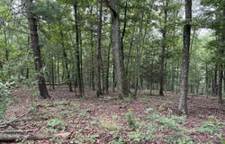 9.31 AC PINE TREE DRIVE, BLOOMERY, WV 26817