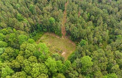 59.61+/- Acres County Road 51, Greensboro, AL 36744