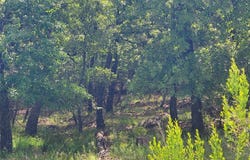 Lot 649 Horizon Ridge, Sunset, TX 76270