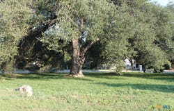 3702 Fall Creek Lane, Temple, TX 76504