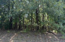 108 Oak Trace Ct, Chapin, SC 29036