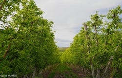 370 Macy Rd, Zillah, WA 98953